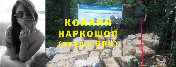 шишки Верея
